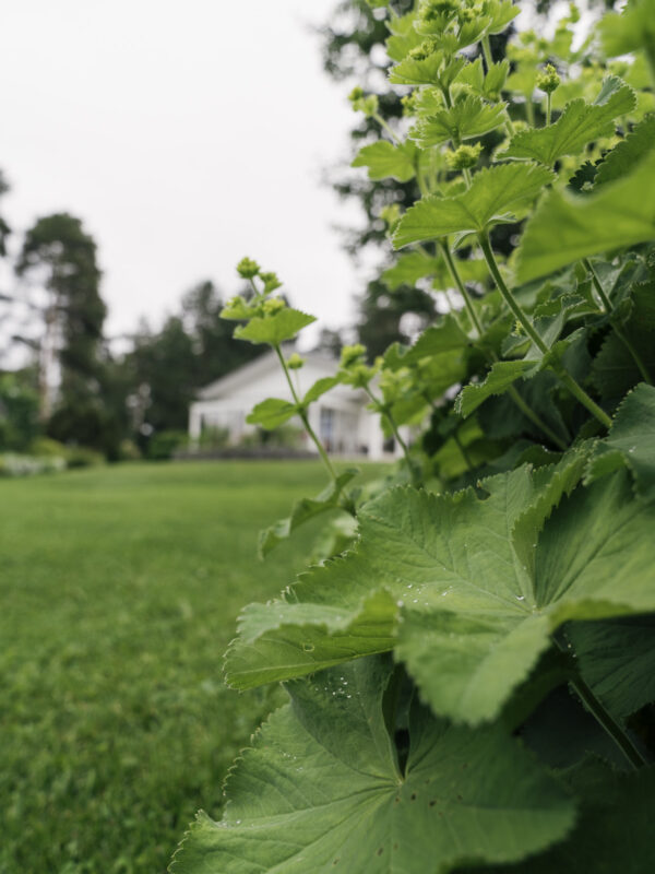 Talo, joka on yhtä komea vielä 37 vuoden jälkeen